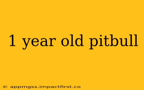 1 year old pitbull