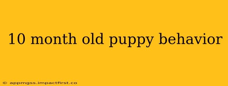 10 month old puppy behavior