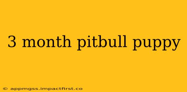 3 month pitbull puppy