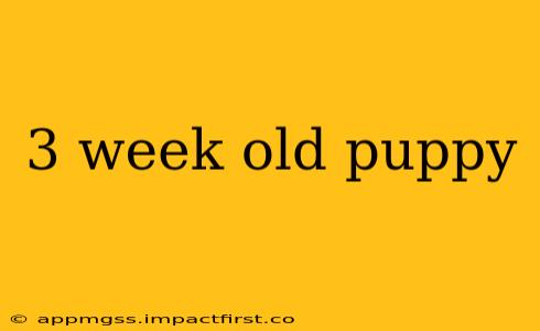 3 week old puppy