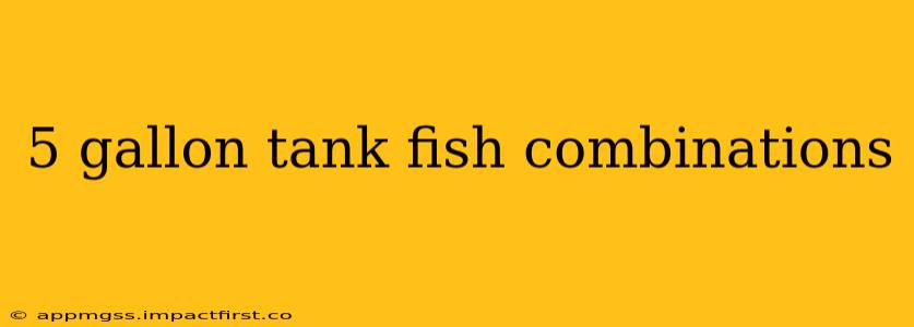 5 gallon tank fish combinations