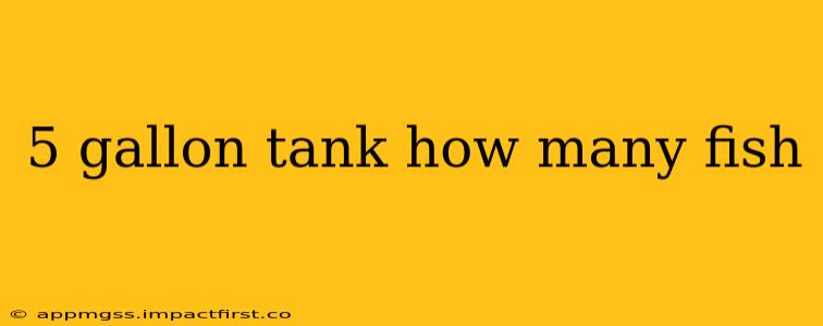 5 gallon tank how many fish