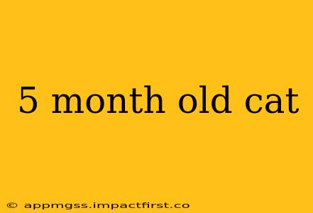 5 month old cat