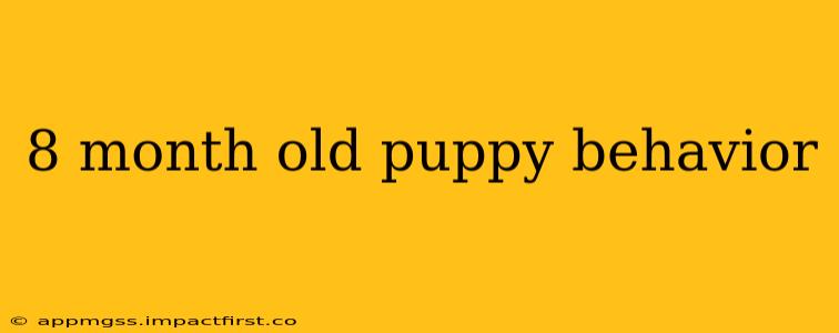 8 month old puppy behavior