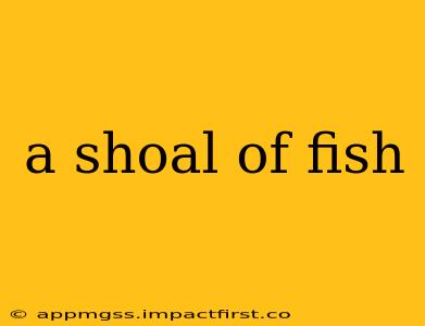 a shoal of fish