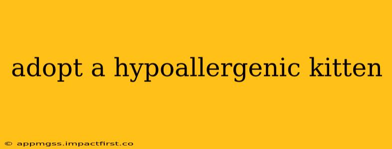 adopt a hypoallergenic kitten