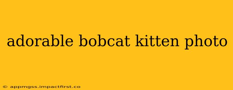 adorable bobcat kitten photo