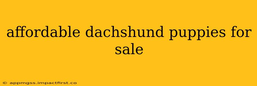 affordable dachshund puppies for sale