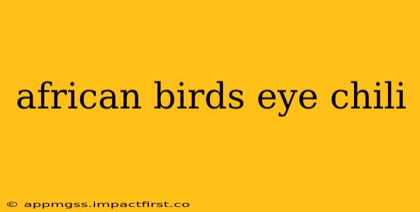 african birds eye chili