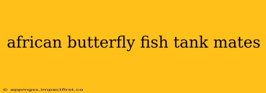 african butterfly fish tank mates