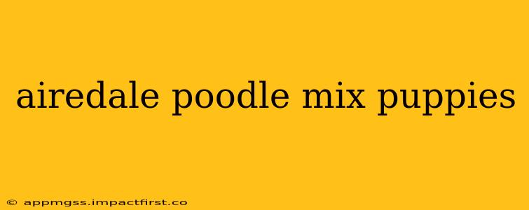 airedale poodle mix puppies