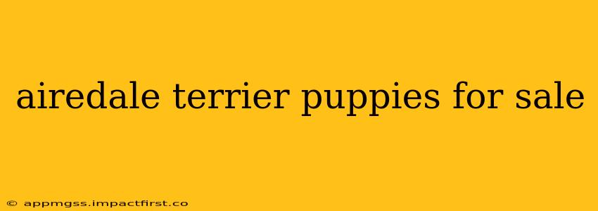 airedale terrier puppies for sale