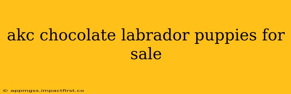 akc chocolate labrador puppies for sale