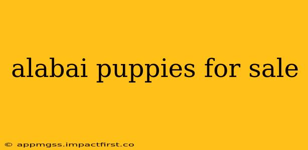 alabai puppies for sale