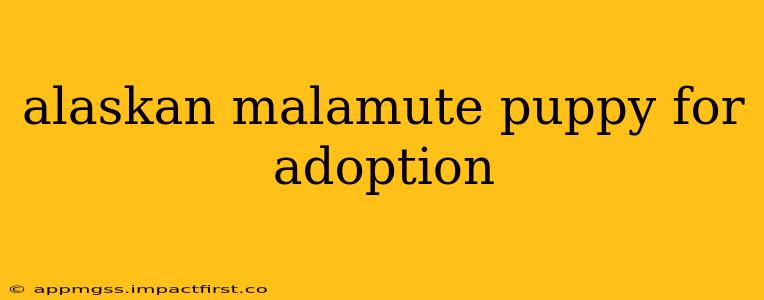 alaskan malamute puppy for adoption