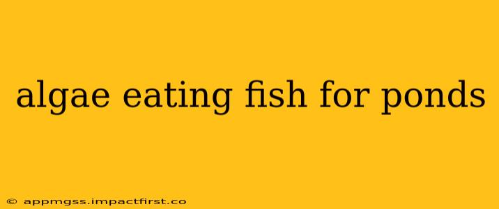 algae eating fish for ponds