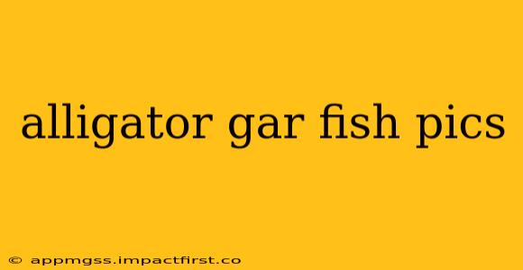 alligator gar fish pics