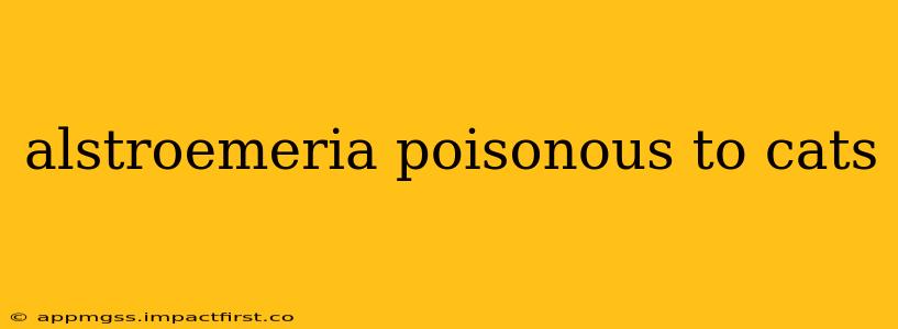 alstroemeria poisonous to cats