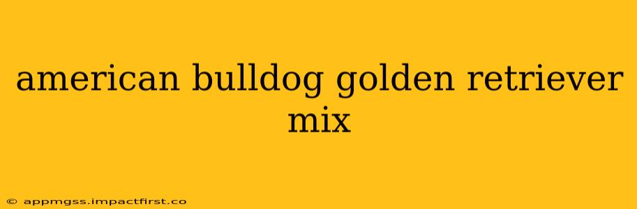 american bulldog golden retriever mix