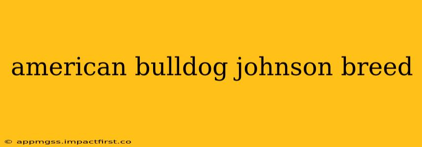 american bulldog johnson breed