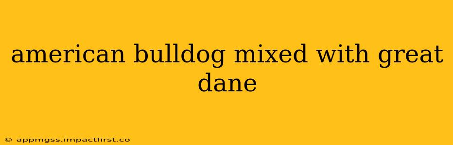 american bulldog mixed with great dane