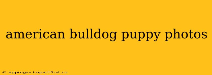american bulldog puppy photos