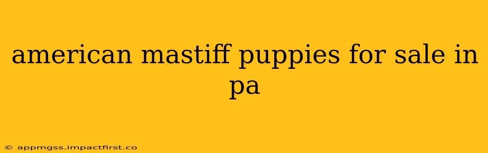 american mastiff puppies for sale in pa