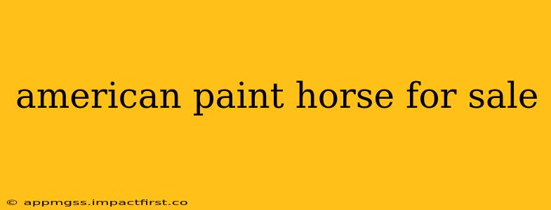 american paint horse for sale