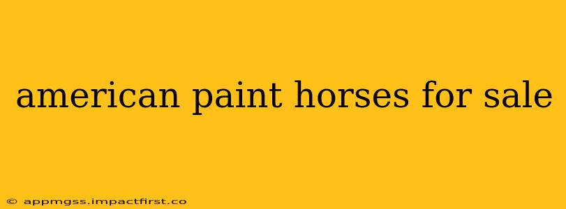 american paint horses for sale