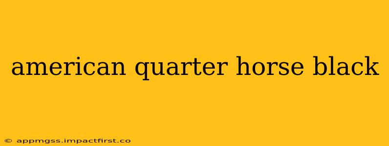 american quarter horse black