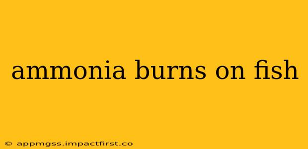 ammonia burns on fish