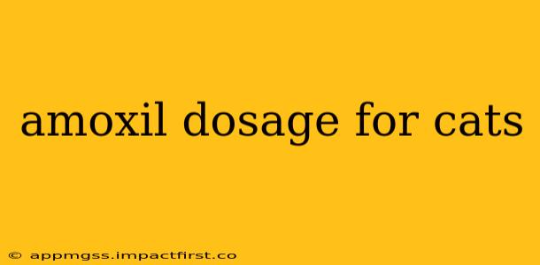 amoxil dosage for cats