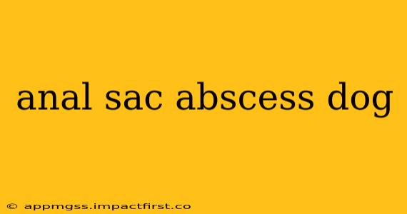 anal sac abscess dog
