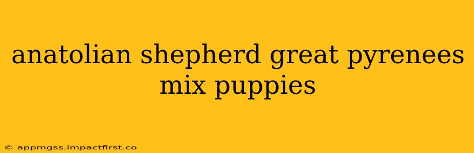 anatolian shepherd great pyrenees mix puppies