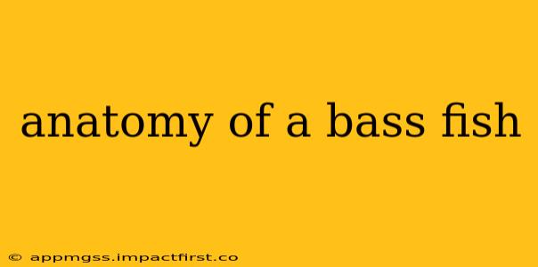 anatomy of a bass fish