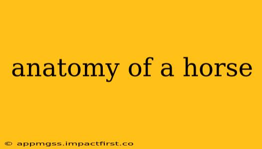 anatomy of a horse