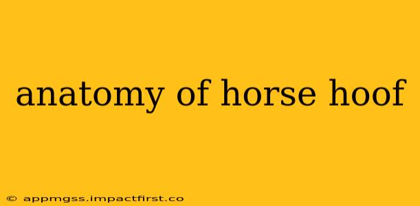 anatomy of horse hoof