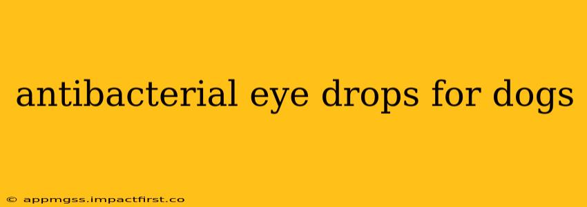 antibacterial eye drops for dogs