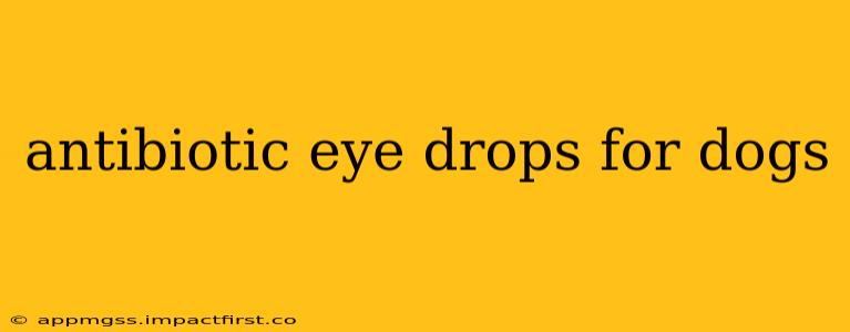 antibiotic eye drops for dogs