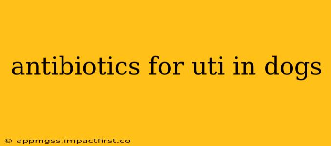 antibiotics for uti in dogs