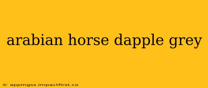 arabian horse dapple grey
