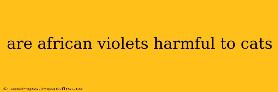 are african violets harmful to cats