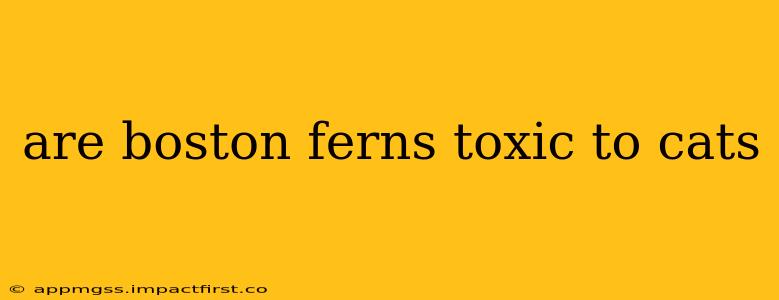 are boston ferns toxic to cats