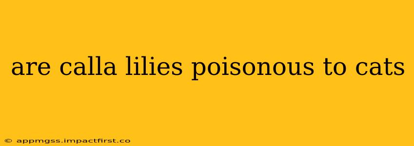 are calla lilies poisonous to cats