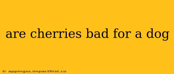are cherries bad for a dog