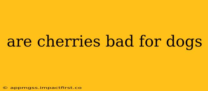 are cherries bad for dogs