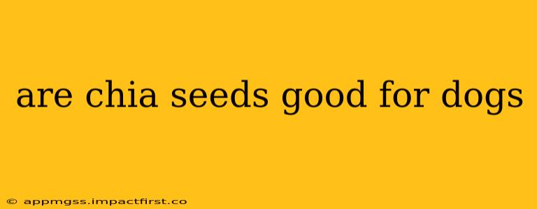 are chia seeds good for dogs