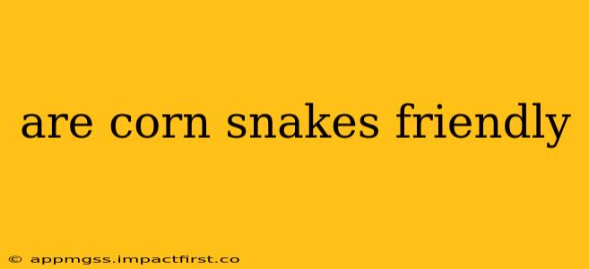 are corn snakes friendly