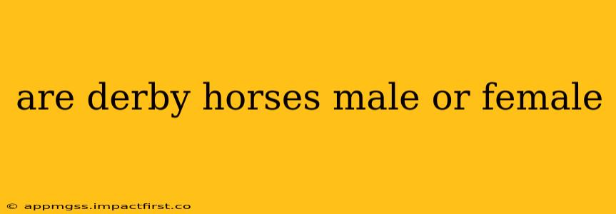 are derby horses male or female