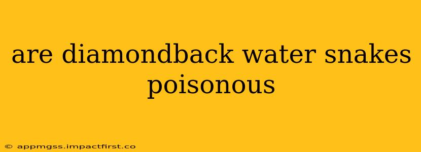 are diamondback water snakes poisonous